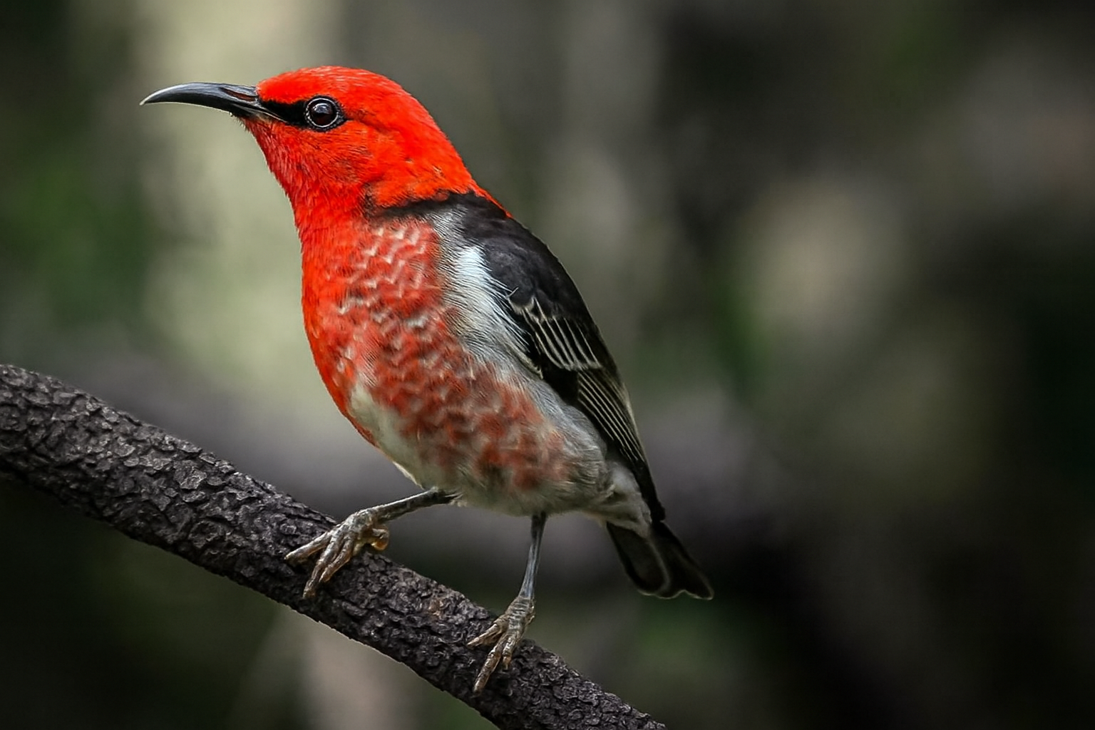 Adventure Activities Safari